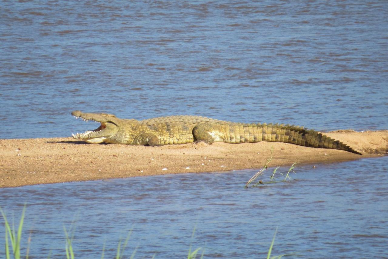 Crocodile Bridge Safari Campismo de Luxo Komatipoort