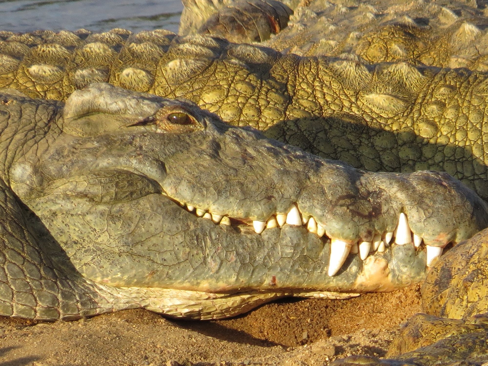 Crocodile Bridge Safari